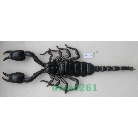 Heterometrus laoticus (Couzijn, 1981) Thailand +165mm17f